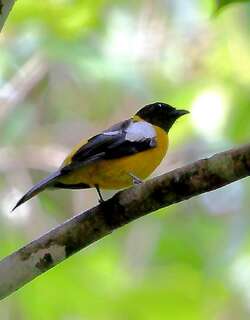 白翅唐纳鵙 / White-winged Shrike-Tanager / Lanio versicolor