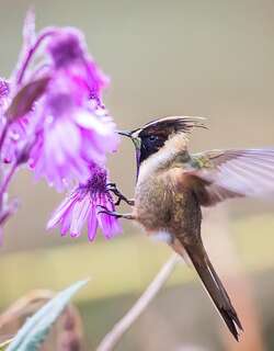 棕髯蜂鸟 / Buffy Helmetcrest / Oxypogon stuebelii
