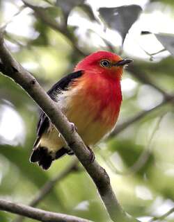 斑尾娇鹟 / Band-tailed Manakin / Pipra fasciicauda