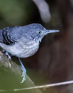 黑颏蚁鸟 / Black-chinned Antbird / Hypocnemoides melanopogon