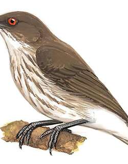 厚嘴啄花鸟 / Thick-billed Flowerpecker / Dicaeum agile