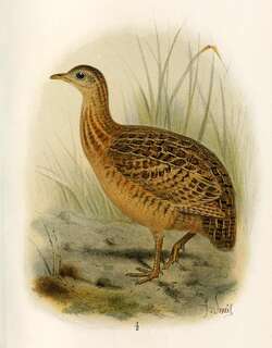 达尔文拟䳍 / Darwin’s Nothura / Nothura darwinii