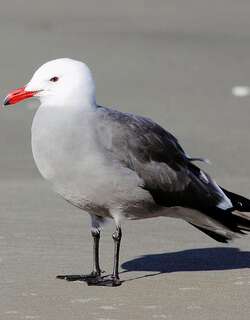 红嘴灰鸥 / Heermann’s Gull / Larus heermanni