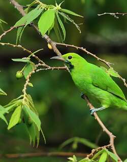 杰尔登叶鹎 / Jerdon’s Leafbird / Chloropsis jerdoni