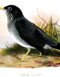 安第斯灰鸫 / Andean Slaty Thrush / Turdus nigriceps