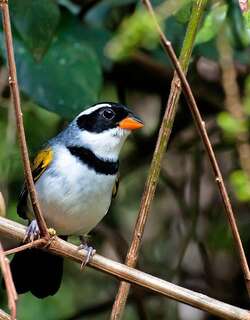 黄嘴金肩雀 / Saffron-billed Sparrow / Arremon flavirostris