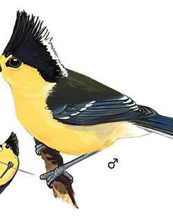 台湾黄山雀 / Yellow Tit / Machlolophus holsti