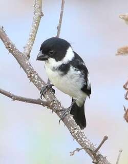 斑翅食籽雀 / Wing-barred Seedeater / Sporophila americana