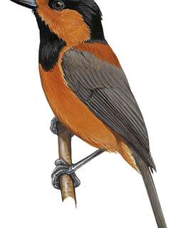 日本杂色山雀 / Owston’s Tit / Sittiparus owstoni