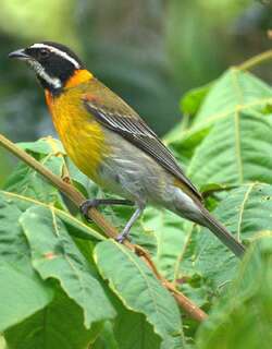 波多纹头唐纳雀 / Puerto Rican Spindalis / Spindalis portoricensis