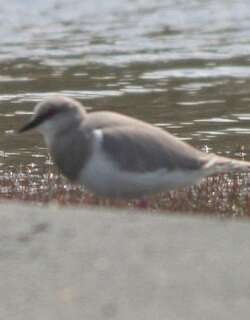 麦哲伦鸻 / Magellanic Plover / Pluvianellus socialis