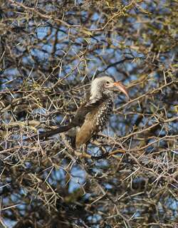 达马拉红嘴犀鸟 / Damara Red-billed Hornbill / Tockus damarensis