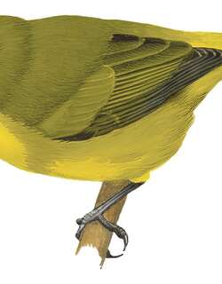 布鲁绣眼鸟 / Buru White-eye / Zosterops buruensis