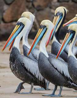 秘鲁鹈鹕 / Peruvian Pelican / Pelecanus thagus