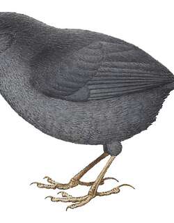 帕拉米洛窜鸟 / Paramillo Tapaculo / Scytalopus canus
