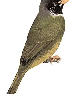 领雀嘴鹎 / Collared Finchbill / Spizixos semitorques