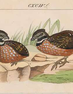 领林鹑 / Gorgeted Wood Quail / Odontophorus strophium