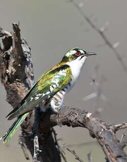 白眉金鹃 / Diederik Cuckoo / Chrysococcyx caprius