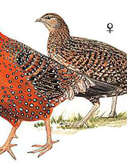 红胸角雉 / Satyr Tragopan / Tragopan satyra
