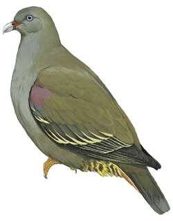 圣多美绿鸠 / Sao Tome Green Pigeon / Treron sanctithomae