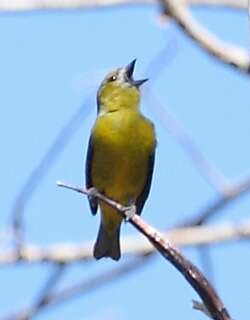 金腹歌雀 / White-lored Euphonia / Euphonia chrysopasta