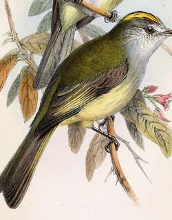 太平洋伊拉鹟 / Pacific Elaenia / Myiopagis subplacens