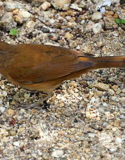 淡臀鸫 / Cocoa Thrush / Turdus fumigatus