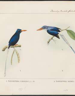 蓝仙翡翠 / Numfor Paradise Kingfisher / Tanysiptera carolinae