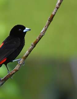 红腰厚嘴唐纳雀 / Scarlet-rumped Tanager / Ramphocelus passerinii