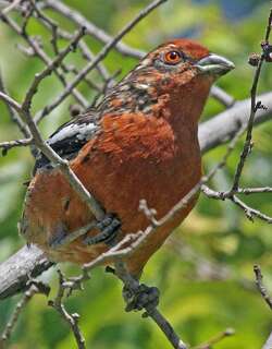 棕尾割草鸟 / Rufous-tailed Plantcutter / Phytotoma rara