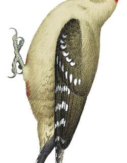 阿拉伯啄木鸟 / Arabian Woodpecker / Dendrocoptes dorae