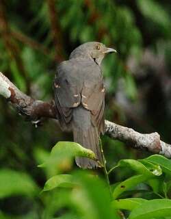栗翅斑伞鸟 / Cinereous Mourner / Laniocera hypopyrra