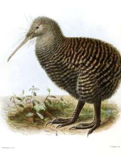 大斑几维 / Great Spotted Kiwi / Apteryx haastii