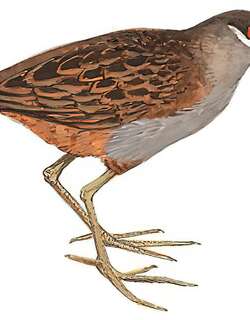 白眉田鸡 / White-browed Crake / Poliolimnas cinereus