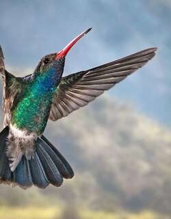 阔嘴蜂鸟 / Broad-billed Hummingbird / Cynanthus latirostris