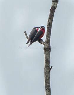 粉蜂虎 / Rosy Bee-eater / Merops malimbicus