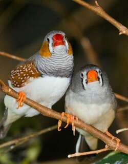 斑胸草雀 / Zebra Finch / Taeniopygia guttata