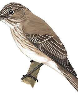 斑鹟 / Spotted Flycatcher / Muscicapa striata