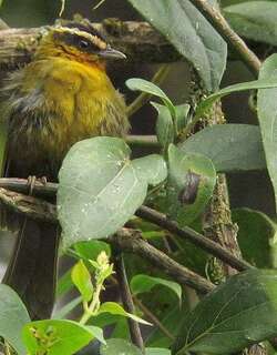 白眉黑顶拟雀 / White-browed Hemispingus / Kleinothraupis auricularis