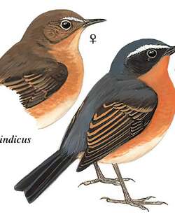 白眉林鸲 / White-browed Bush Robin / Tarsiger indicus