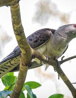 沟嘴鹃 / Channel-billed Cuckoo / Scythrops novaehollandiae
