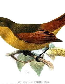 棕蝇霸鹟 / Rufous Flycatcher / Myiarchus semirufus