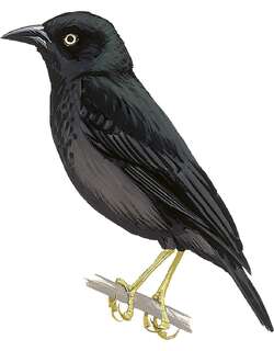 黄腿精织雀 / Yellow-legged Weaver / Ploceus flavipes