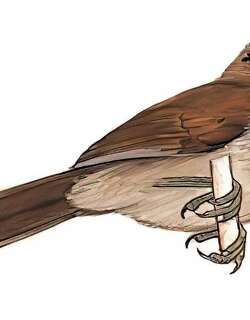 褐鸦雀 / Brown Parrotbill / Cholornis unicolor