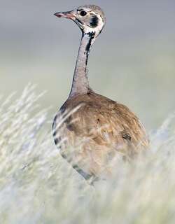 鲁氏鸨 / Rüppell’s Korhaan / Eupodotis rueppelii