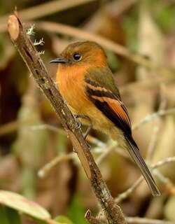 桂红霸鹟 / Cinnamon Flycatcher / Pyrrhomyias cinnamomeus