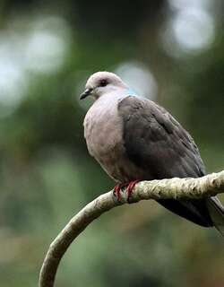 环尾鸽 / Ring-tailed Pigeon / Patagioenas caribaea