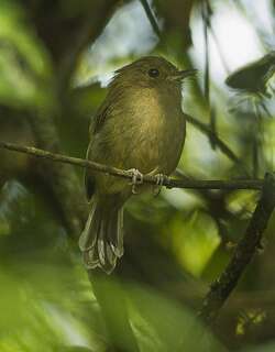 褐胸侏霸鹟 / Brown-breasted Bamboo Tyrant / Hemitriccus obsoletus