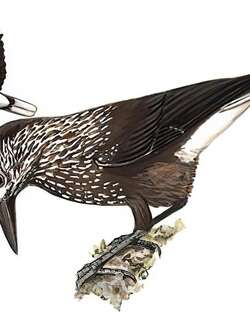 星鸦 / Spotted Nutcracker / Nucifraga caryocatactes