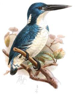 俾岛翠鸟 / Bismarck Kingfisher / Ceyx websteri